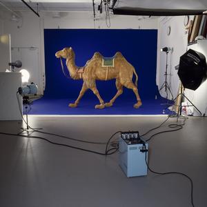 Kamel i fotoatelier. Foto: Nationalmuseet, Roberto Fortuna Kamel i fotoatelier