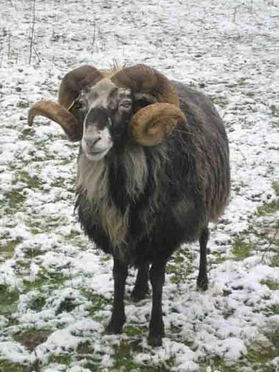 Hvad brugte man fåret til i oldtiden?