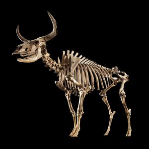 Skellet af urokse fra Vig. Foto: Nationalmuseet, John Lee og Arnold Mikkelsen Skellet af urokse fra Vig
