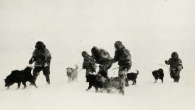 På hundeslæde gennem arktisk skrueis og hvide jagtmarker
